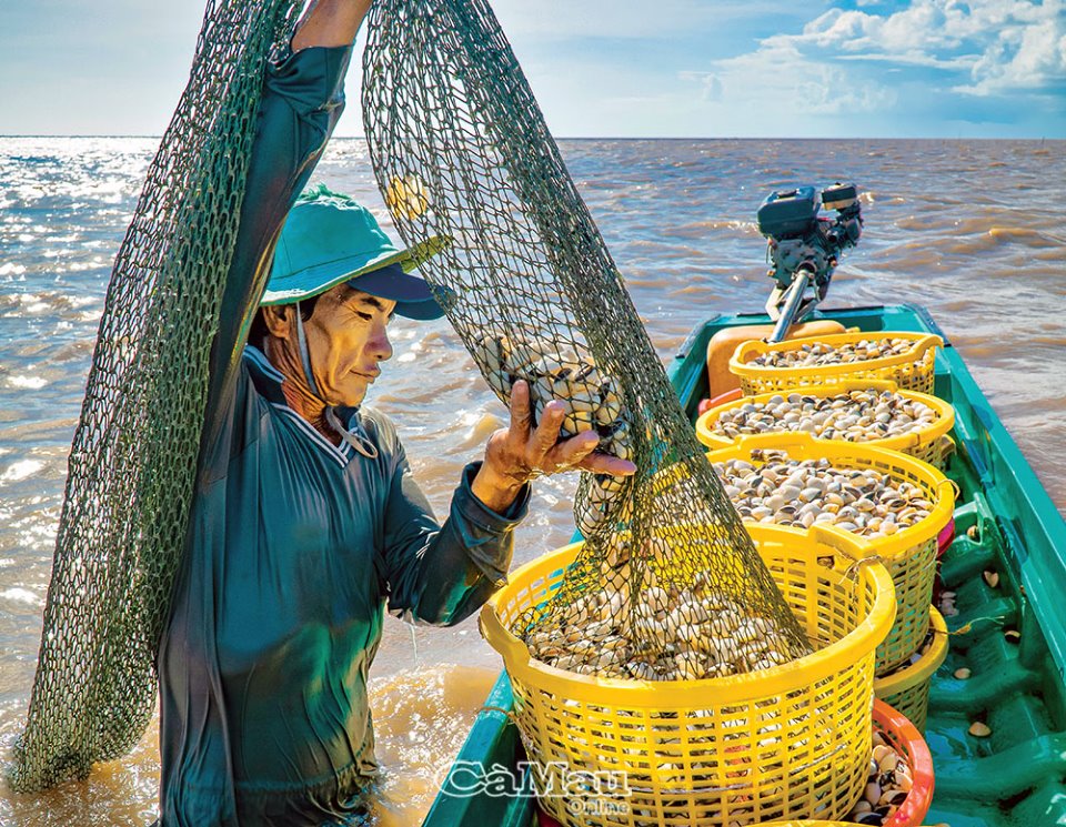 Dùng lưới sàn bắt con gì mà nông dân xã này ở Cà Mau cứ đóng bao là có người mua hết sạch? - Ảnh 2.