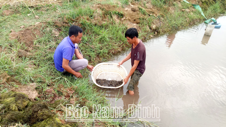 Loại cá đặc sản dân Nam Định sau 9 tháng nuôi, dân bắt lên bao nhiêu bán hết bấy nhiêu - Ảnh 1.