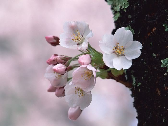 Khám phá top 15 Hoa xuân đẹp Những đóa hoa đặc biệt và nghệ thuật trong mùa xuân