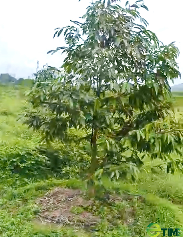 Quảng Ngãi: Chủ đầu tư “biến” đất dự án trồng rau-củ-quả thành cây ăn trái lâu năm ?  - Ảnh 1.