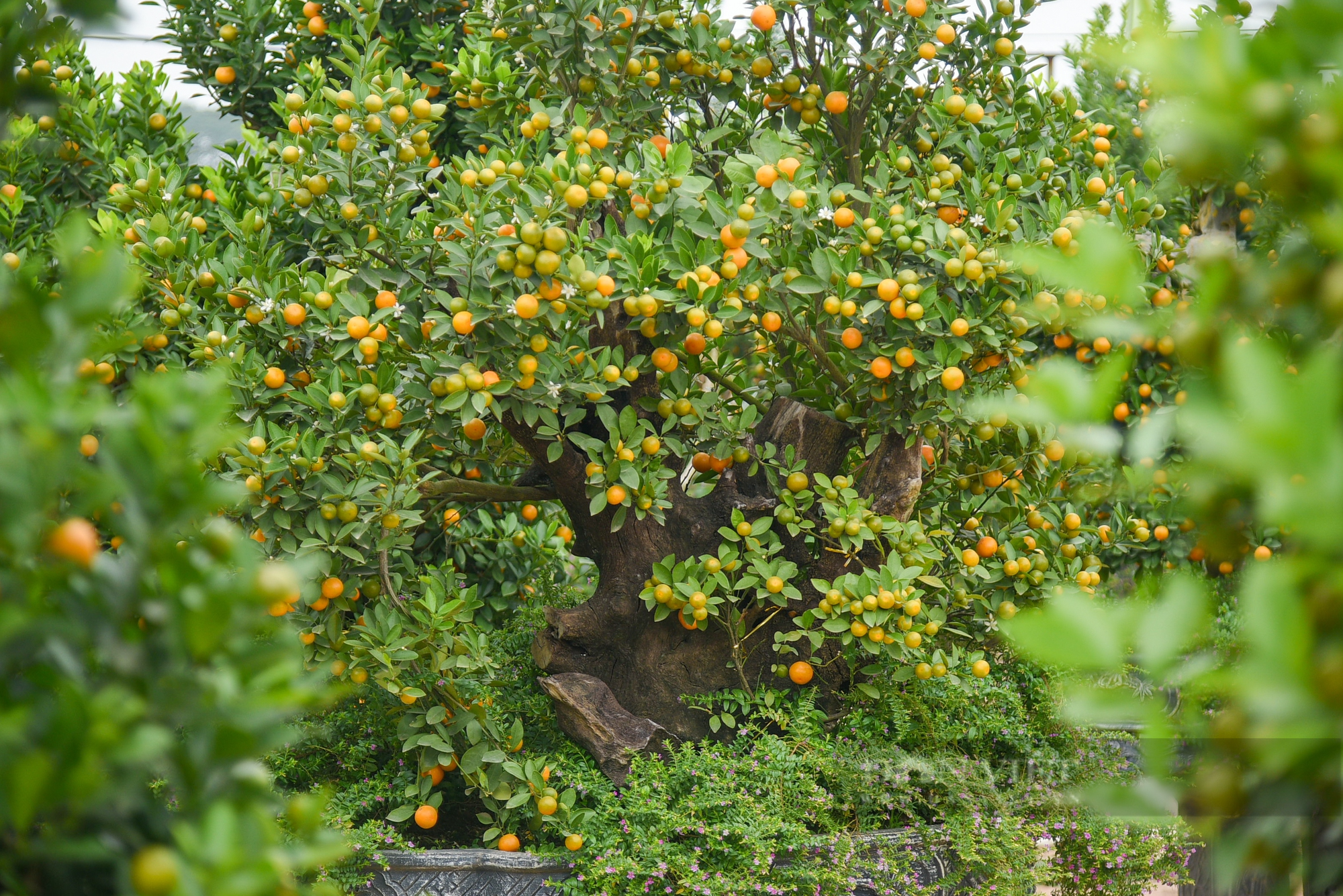 Quất bonsai với kiểu dáng &quot;độc - đẹp - lạ&quot; sẵn sàng đón Tết Nguyên đán - Ảnh 4.