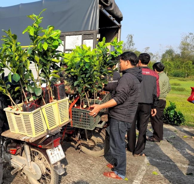 Thừa Thiên Huế: Hỗ trợ cây giống bưởi da xanh giúp nông dân phát triển kinh tế  - Ảnh 2.