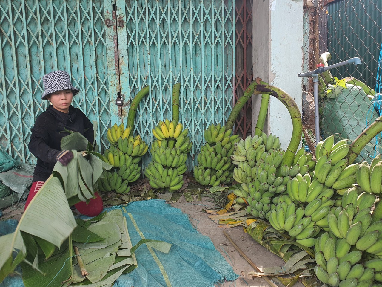 Thủ phủ chuối Khánh Hòa mất mùa, nông dân buồn thiu - Ảnh 1.