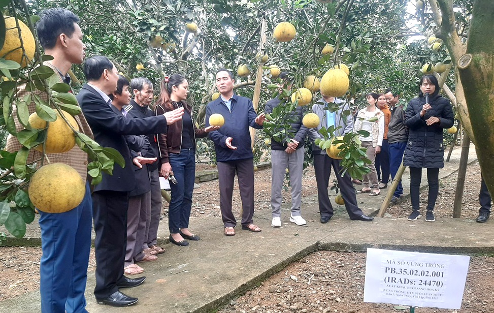 Hiệu quả mô hình quản lý cây trồng ICM trên cây Bưởi gắn với tổ dịch vụ - Ảnh 3.