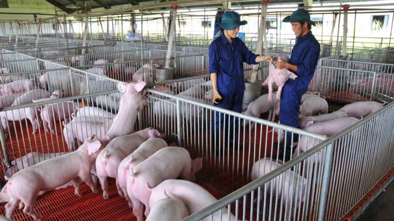Trung Quốc lại chuẩn bị thu mua dự trữ thịt lợn do giá thấp, giá lợn hơi nội địa vẫn lình xình - Ảnh 2.