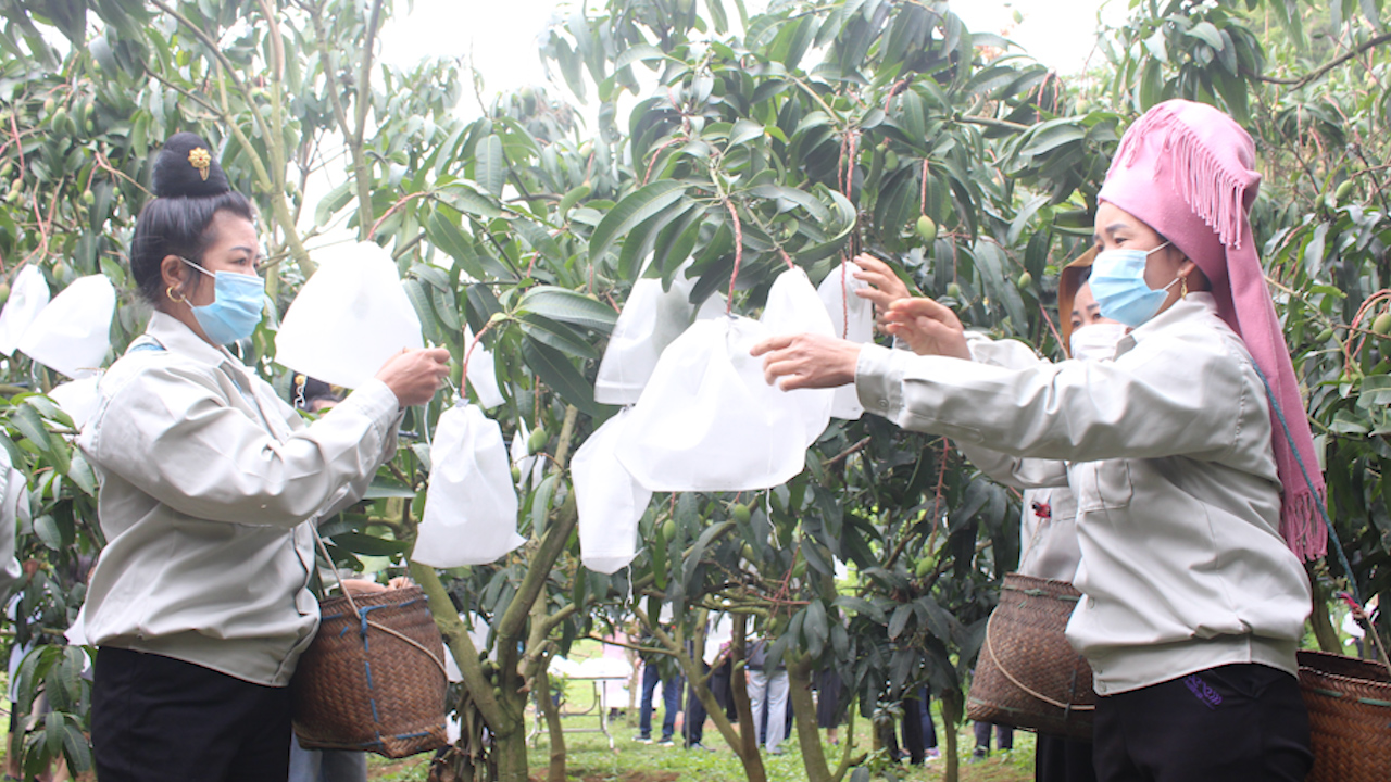 Trên 100.000 hộ đăng ký thi đua danh hiệu hộ nông dân SXKD - Ảnh 7.