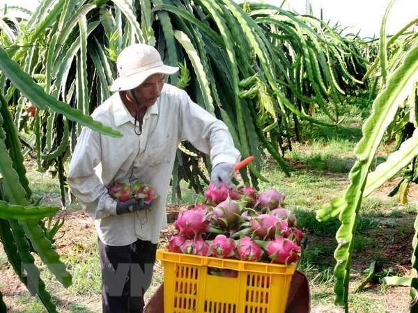 Tiền Giang: Thanh long trái vụ có giá cao gấp 3 lần