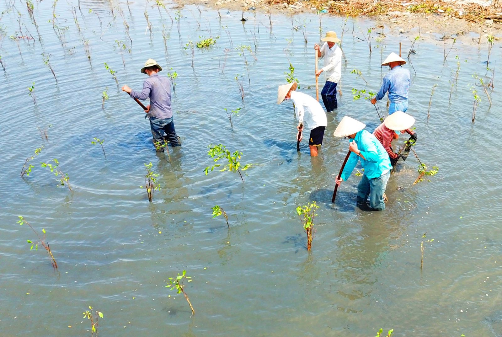 Loài cá có hình dáng xấu lạ mà ngon vừa leo cây vừa phơi nắng ở Tam Giang - Cầu Hai - Ảnh 10.