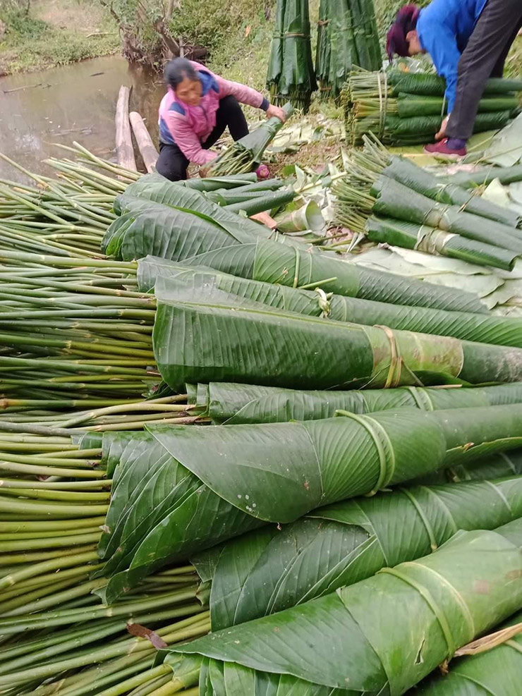 Loại cây xưa mọc hoang nay &quot;lên đời&quot; trồng là có tiền triệu, gần Tết chỉ việc cắt lá bán - Ảnh 4.