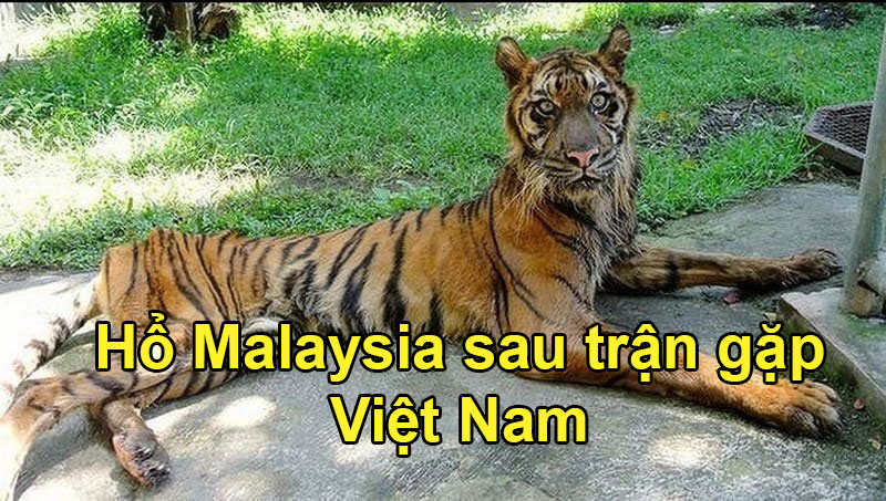 Ảnh chế: Hổ Malaysia hoá thành… mèo khi gặp ĐT Việt Nam - Ảnh 2.
