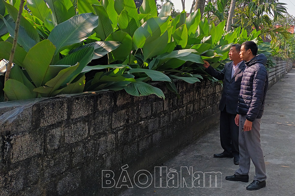 Hà Nam: Dân ở làng này quanh năm &quot;đếm lá thu tiền&quot;, lá to tính tiền to, không cây gì thu nhập cao bằng - Ảnh 1.