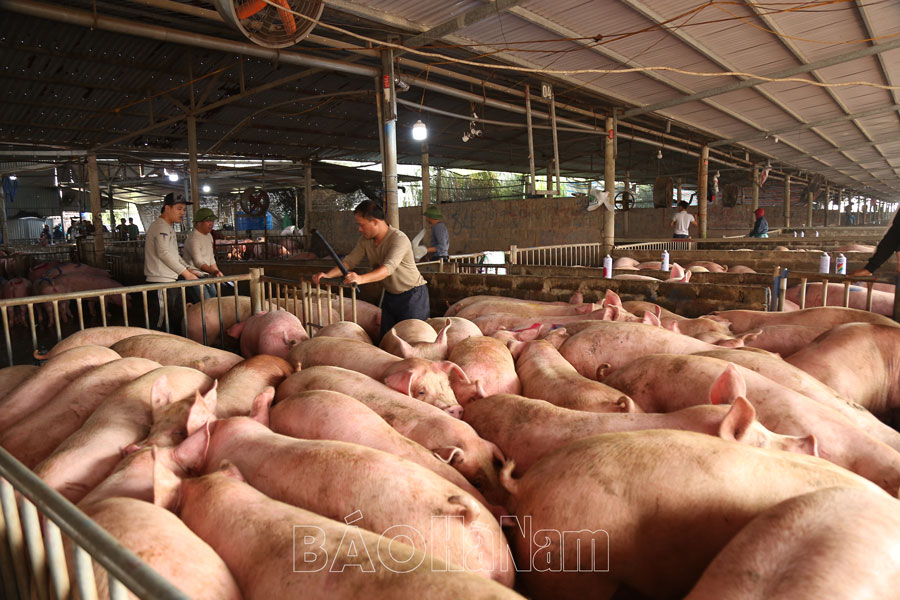 Hàng nghìn con lợn thịt về chợ đầu mối, cung vượt cầu, giá lợn hơi &quot;không ngóc lên nổi&quot;  - Ảnh 2.