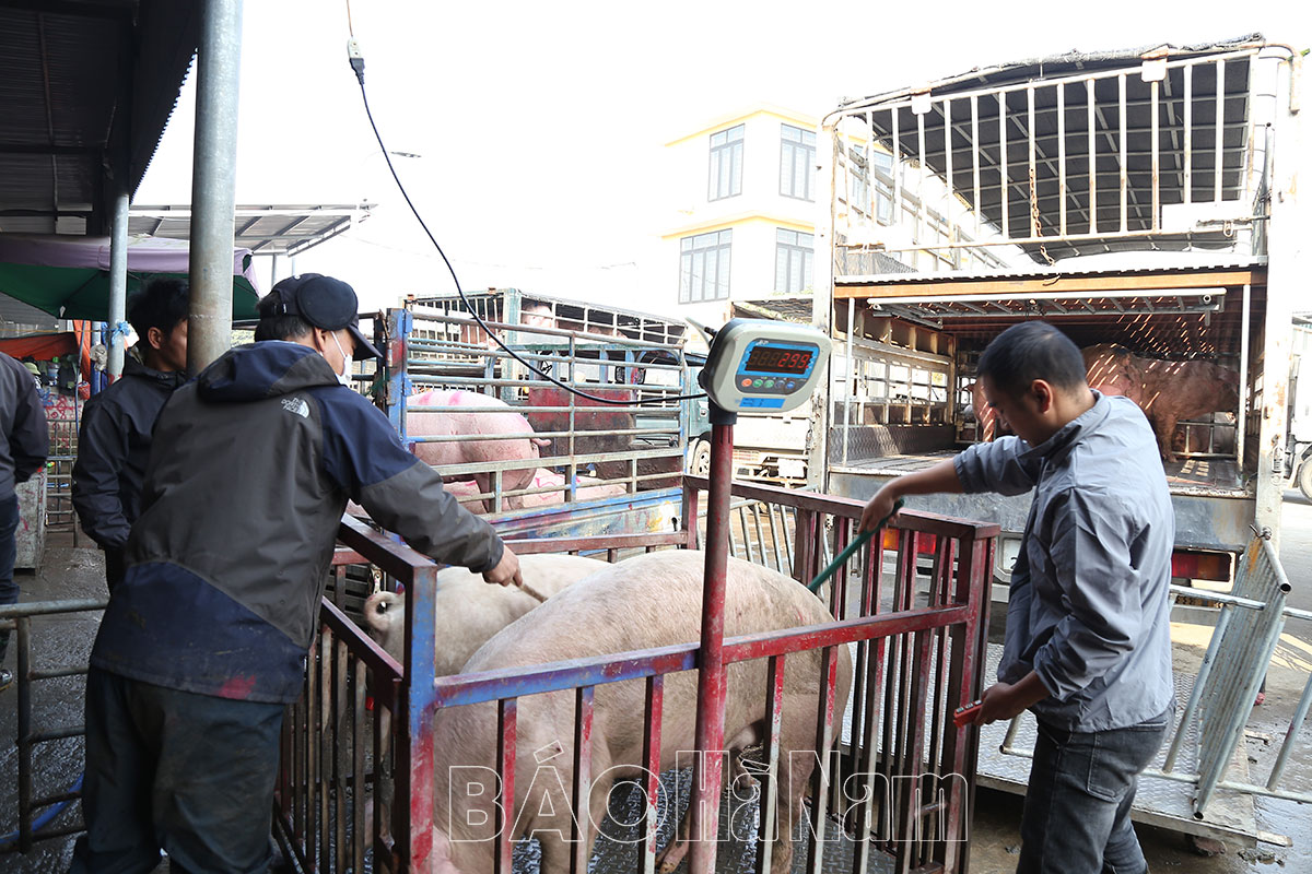 Hàng nghìn con lợn thịt về chợ đầu mối, cung vượt cầu, giá lợn hơi &quot;không ngóc lên nổi&quot;  - Ảnh 1.