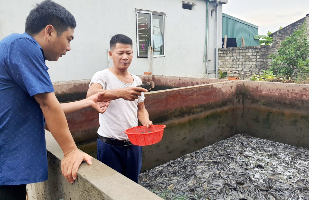 Nuôi cá đặc sản thôn quê dày đặc, đến nhà ông nông dân này ở Quảng Ninh ai xem cũng phục lăn - Ảnh 2.
