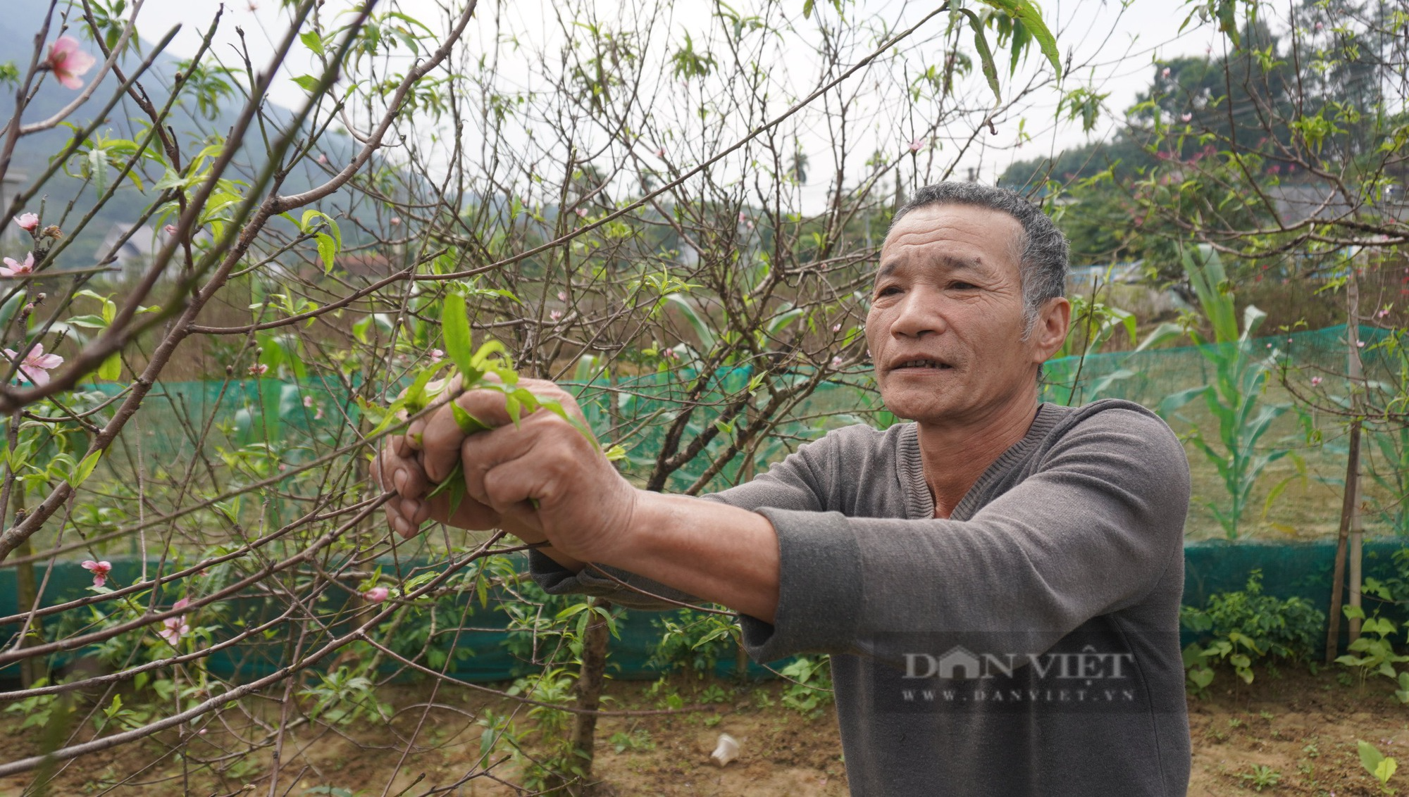 Người dân trồng đào phai lớn nhất xứ thanh lo lắng, khi cây đào nở hoa sớm - Ảnh 3.