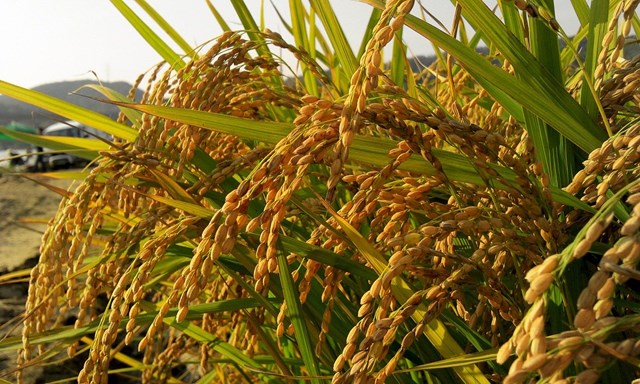 Gạo Ấn Độ và Thái Lan đồng loạt tăng, giá gạo Việt không nhúc nhích- Ảnh 1.