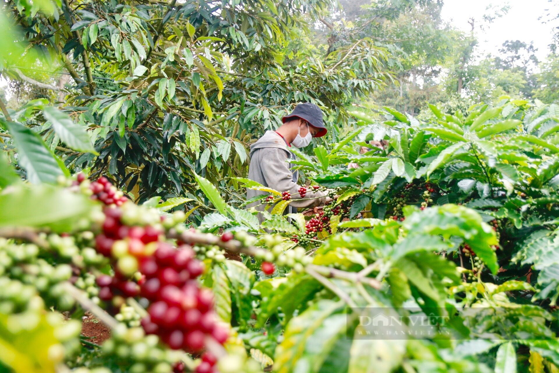 &quot;Gặt hái&quot; hơn 3,7 tỷ USD, dự báo xuất khẩu cà phê sẽ gặp bất lợi - Ảnh 1.
