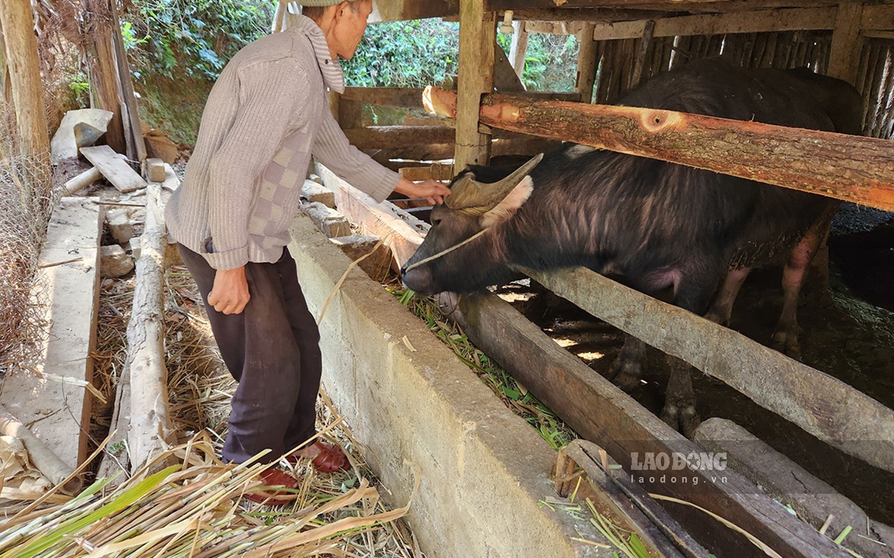 Không &quot;dẫn&quot; được trâu, bò qua cửa khẩu sang Trung Quốc, vỗ béo xong, nông dân Cao Bằng đành bán về đâu? - Ảnh 2.