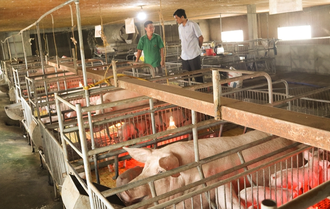 Phòng chống rét cho đàn vật nuôi ở Nghệ An: Cho trâu bò mặc áo, gà sưởi  hơi nước...  - Ảnh 1.