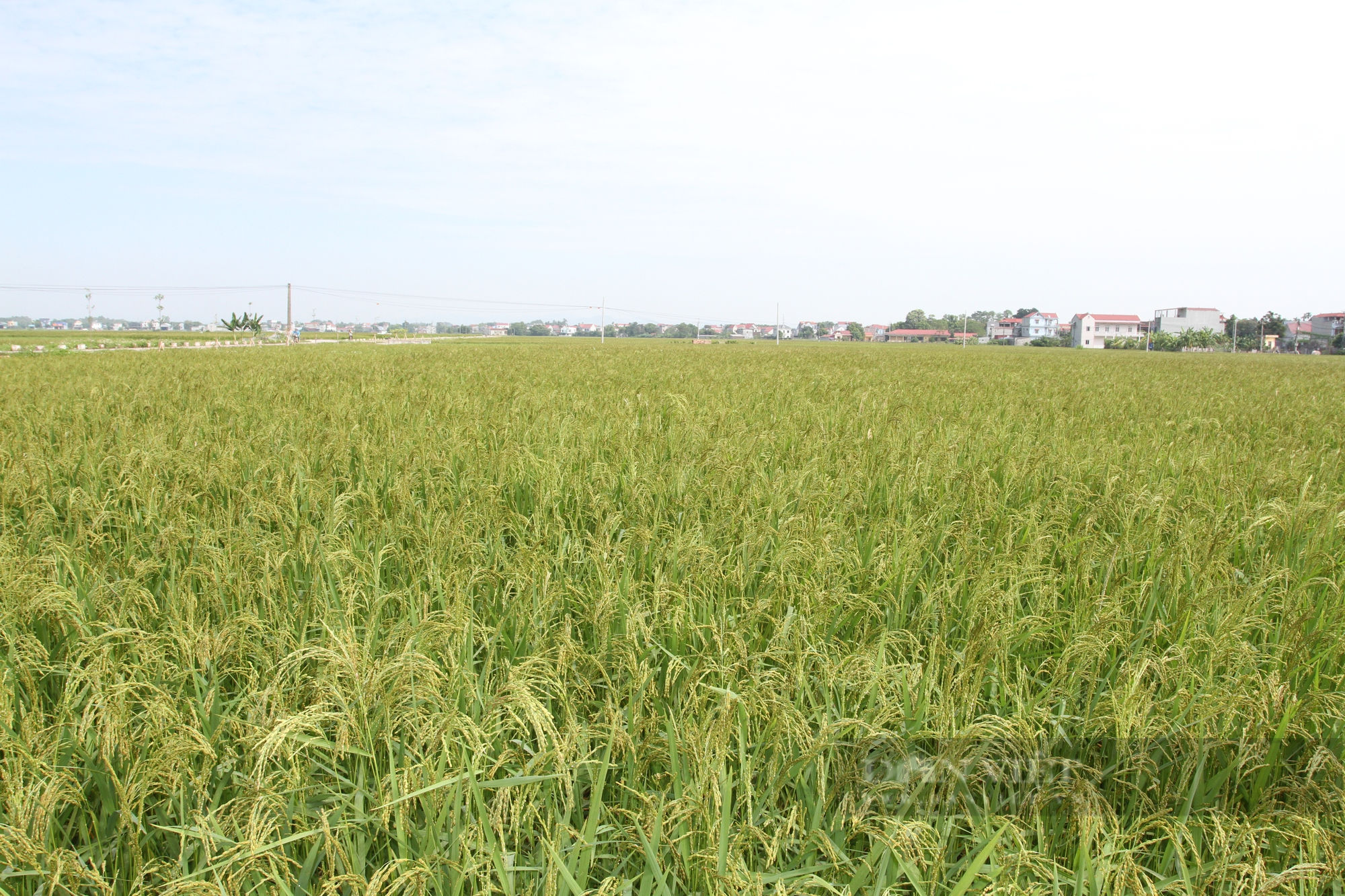 Thái Nguyên: Huyện Phú Bình quyết tâm đạt chuẩn nông thôn mới trong năm 2022 - Ảnh 3.