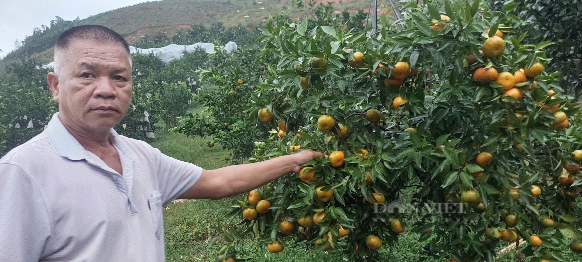 Mắc màn cho vườn cam, côn trùng &quot;khóc thét&quot;, lão nông bội thu   - Ảnh 2.