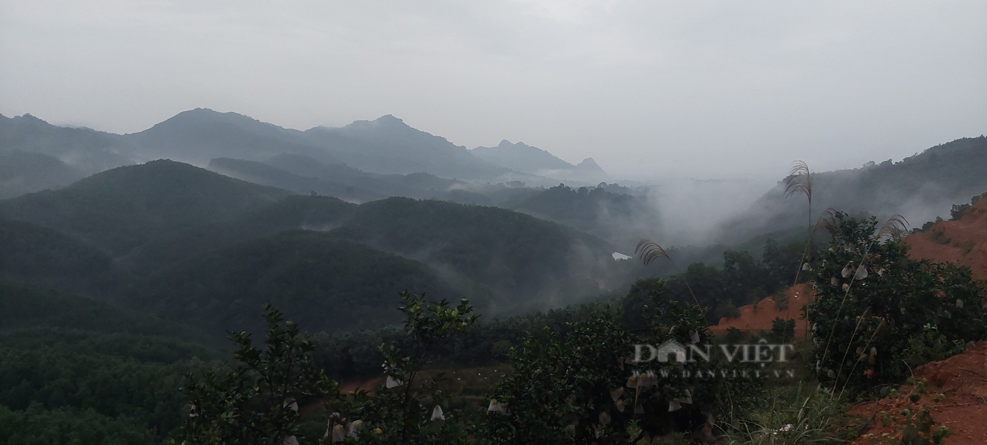 Mắc màn cho vườn cam, côn trùng &quot;khóc thét&quot;, lão nông bội thu   - Ảnh 4.