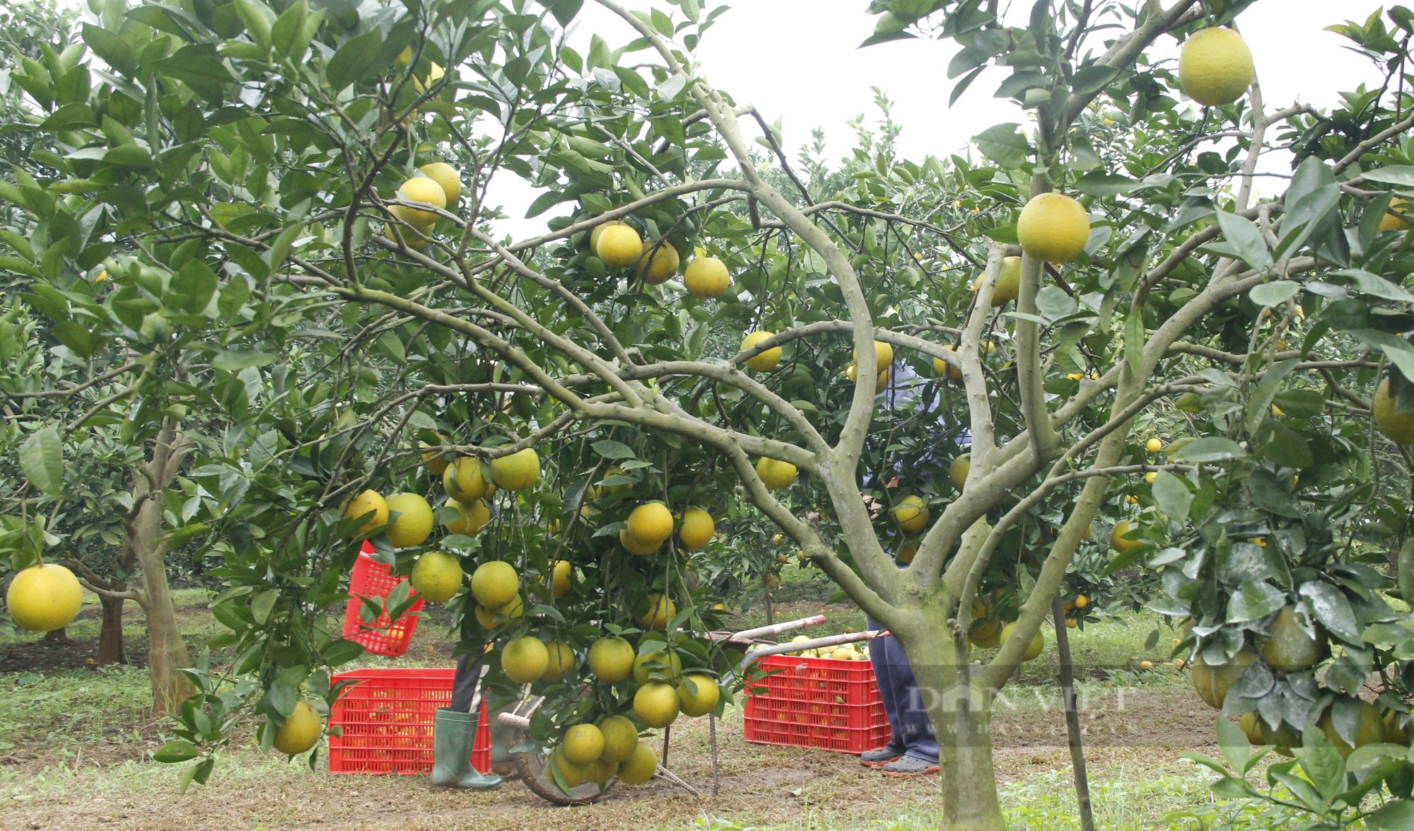 Những vườn cam trăm tấn vào vụ hái quả, thương lái đến tận vườn tranh nhau mua - Ảnh 1.