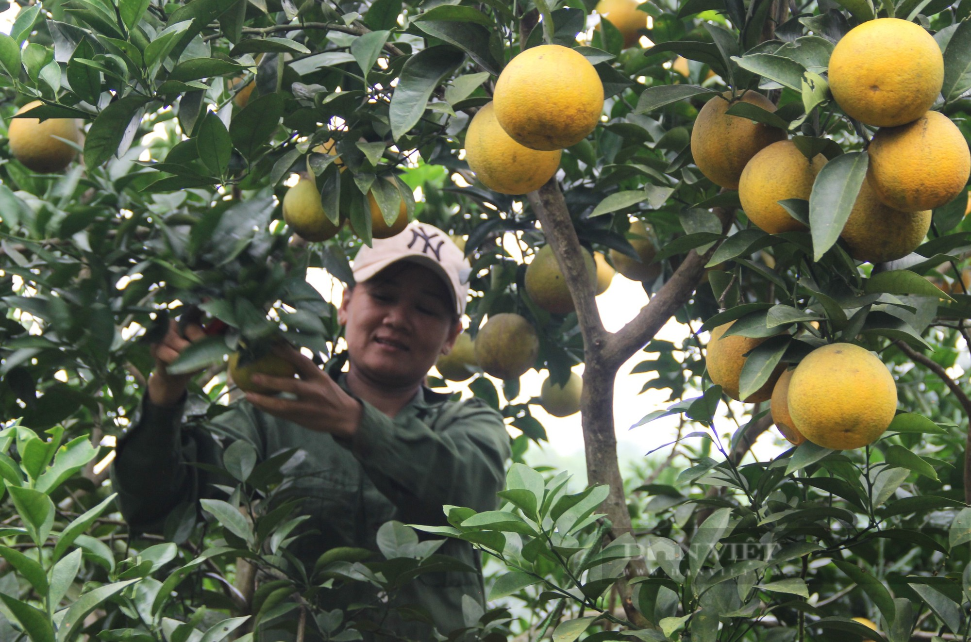 Những vườn cam trăm tấn vào vụ hái quả, thương lái đến tận vườn tranh nhau mua - Ảnh 2.