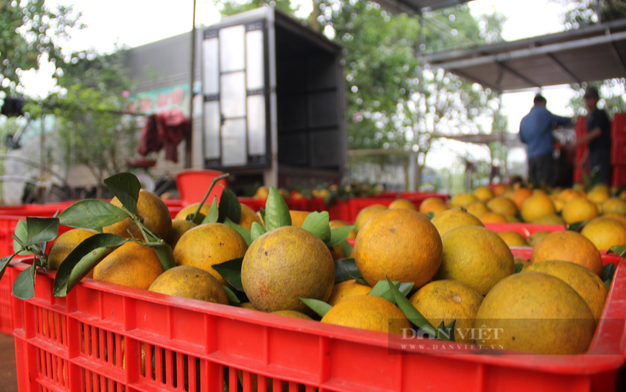 Những vườn cam trăm tấn vào vụ hái quả, thương lái đến tận vườn tranh nhau mua - Ảnh 3.