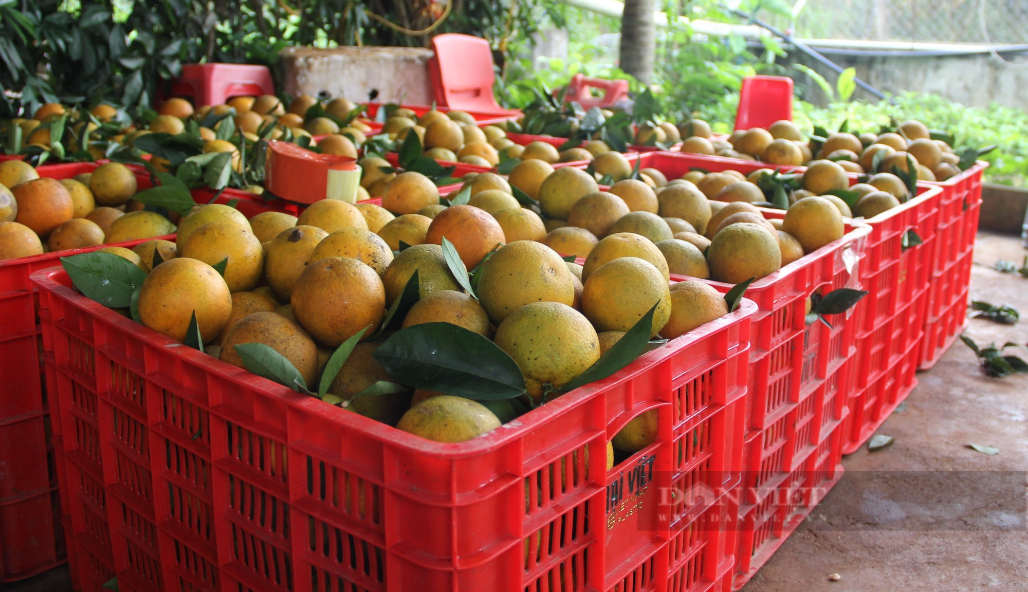 Những vườn cam trăm tấn vào vụ hái quả, thương lái đến tận vườn tranh nhau mua - Ảnh 8.