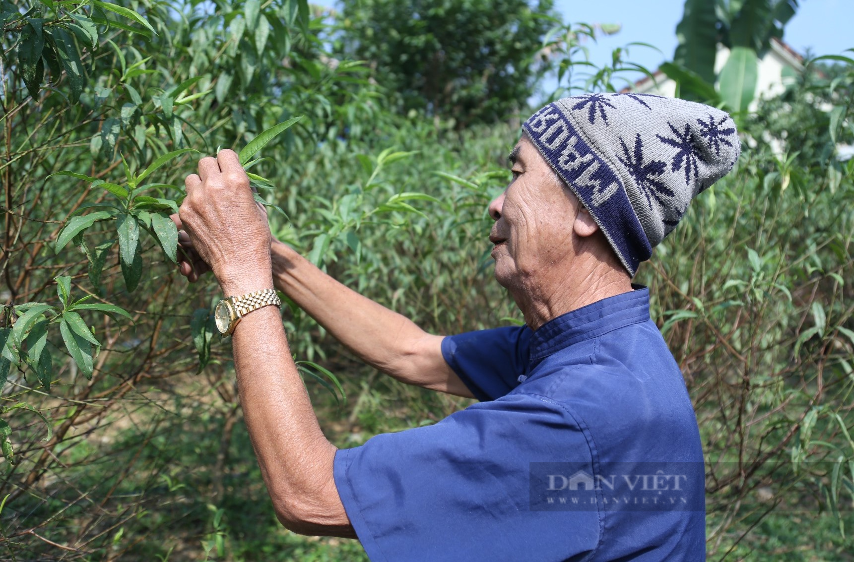 Đào phai &quot;cười toe toét&quot; dân làng nghề Kim Thành ở Nghệ An lo thất thu vụ Tết - Ảnh 5.