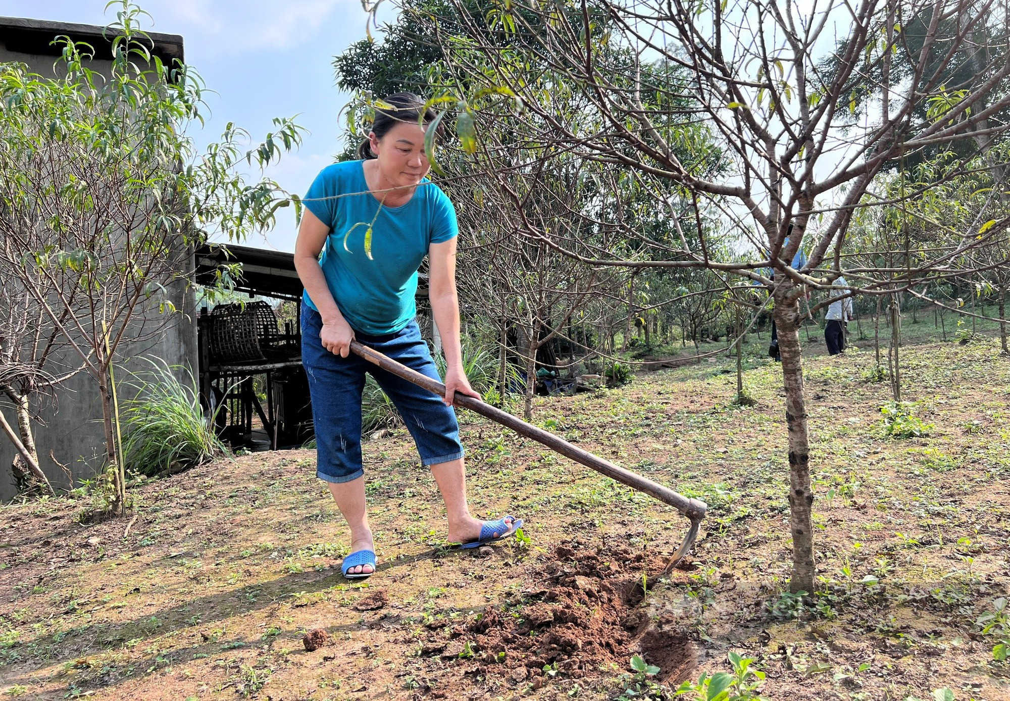 Đào phai &quot;cười toe toét&quot; dân làng nghề Kim Thành ở Nghệ An lo thất thu vụ Tết - Ảnh 8.