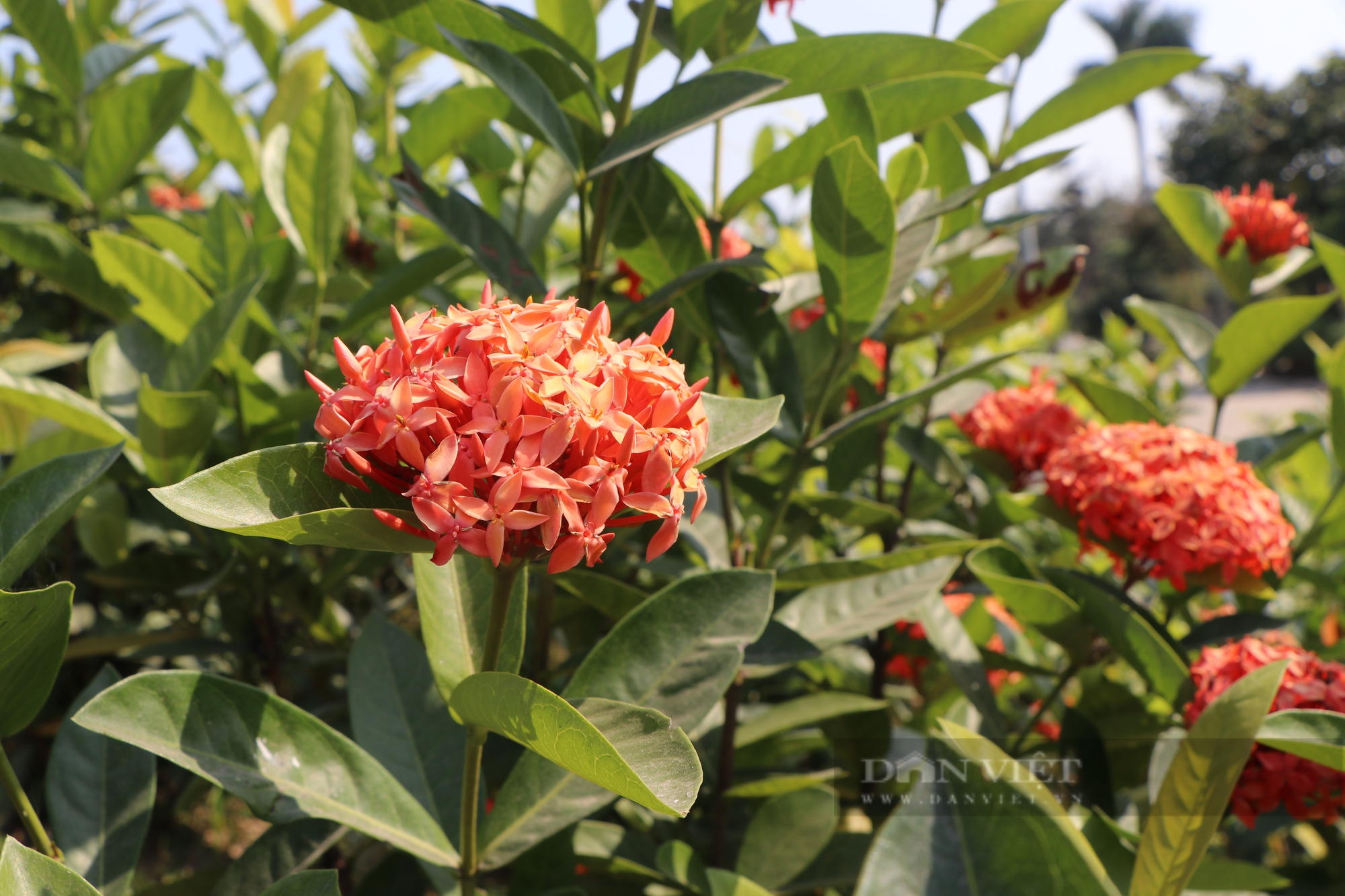 “Vườn hoa” nở rộ trên tuyến đê kiểu mẫu Điền Xá Nam Định - Ảnh 9.