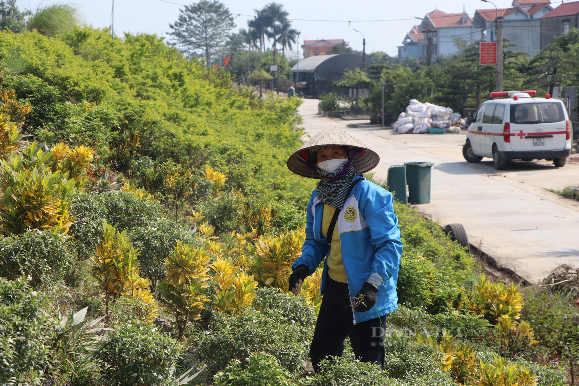 “Vườn hoa” nở rộ trên tuyến đê kiểu mẫu Điền Xá Nam Định - Ảnh 11.