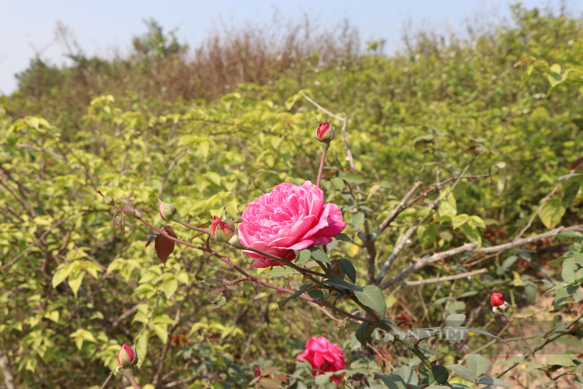 “Vườn hoa” nở rộ trên tuyến đê kiểu mẫu Điền Xá Nam Định - Ảnh 12.
