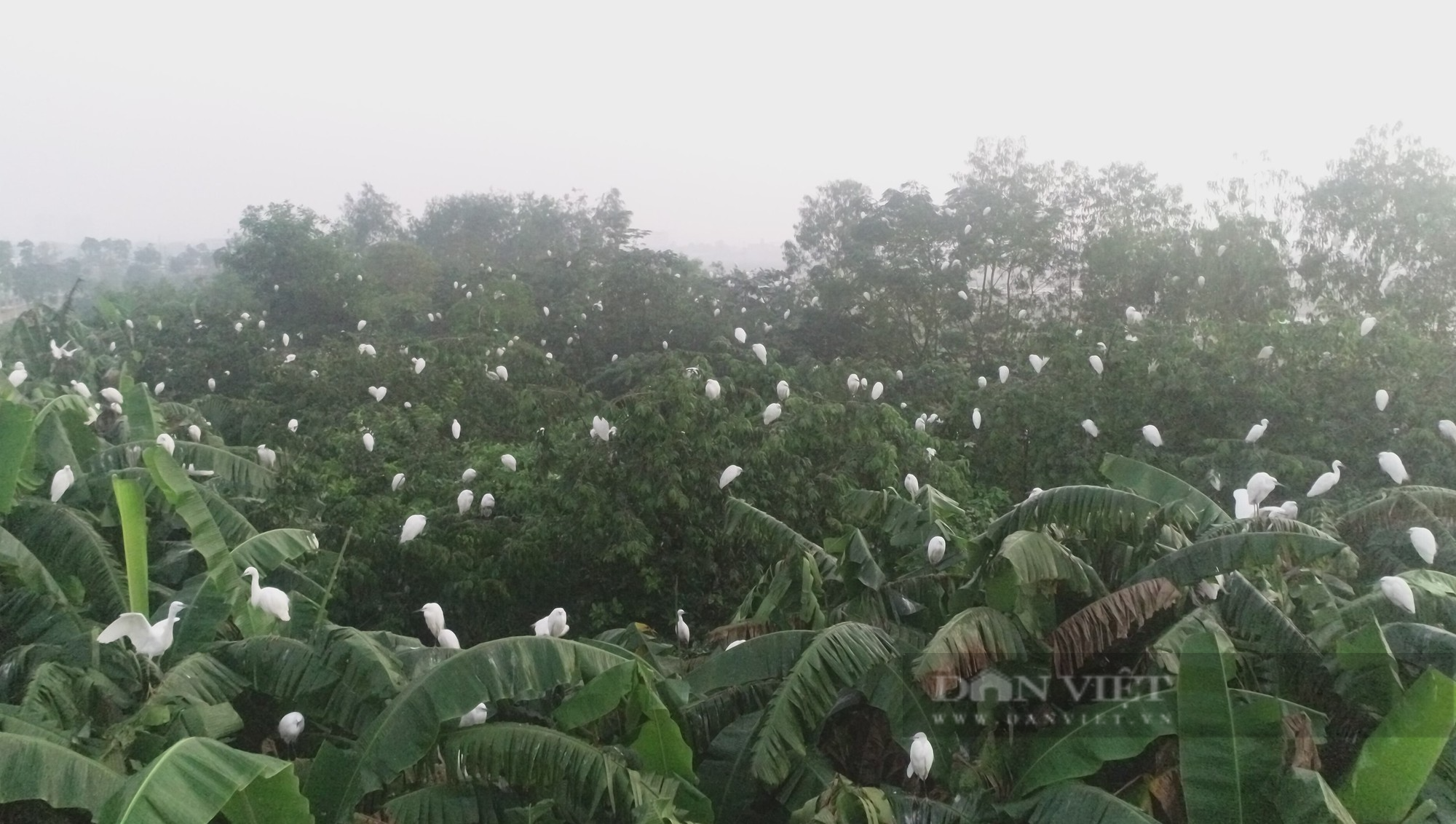 Kỳ lạ: Đàn cò hàng ngàn con bay trắng trời, bất ngờ quần tụ tại một hòn đảo nhân tạo ở Nghệ An - Ảnh 1.