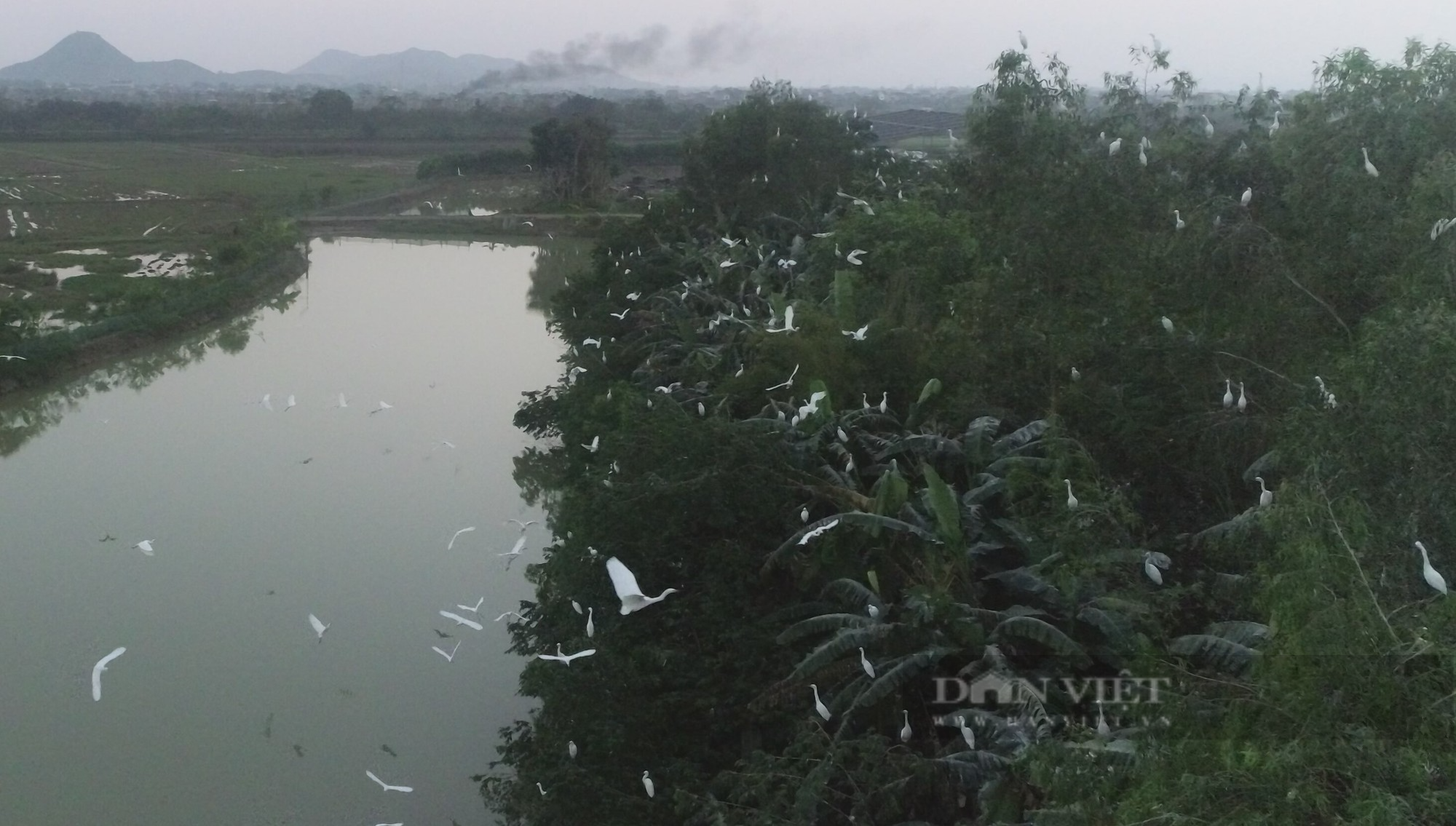 Kỳ lạ: Đàn cò hàng ngàn con bay trắng trời, bất ngờ quần tụ tại một hòn đảo nhân tạo ở Nghệ An - Ảnh 4.