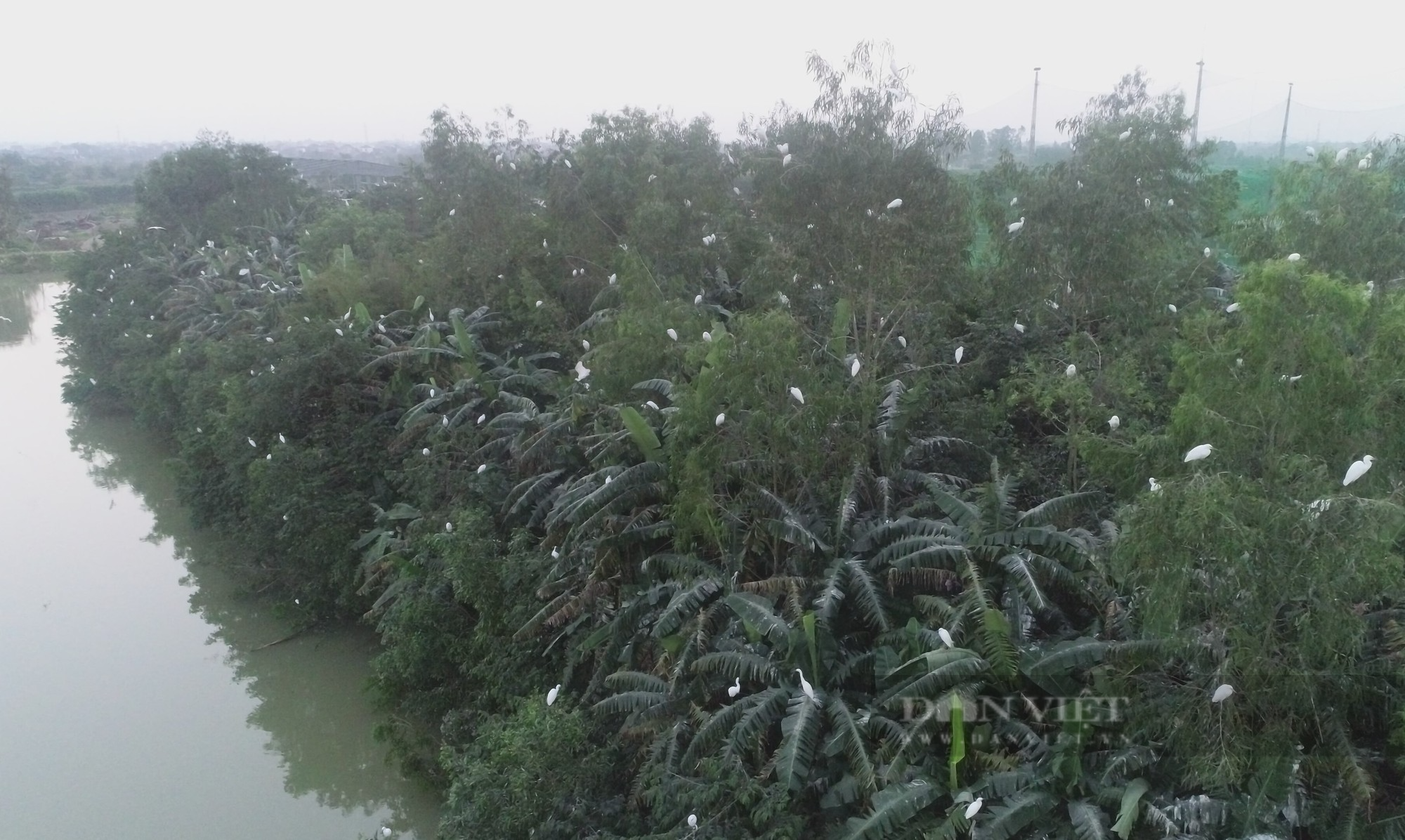 Kỳ lạ: Đàn cò hàng ngàn con bay trắng trời, bất ngờ quần tụ tại một hòn đảo nhân tạo ở Nghệ An - Ảnh 3.