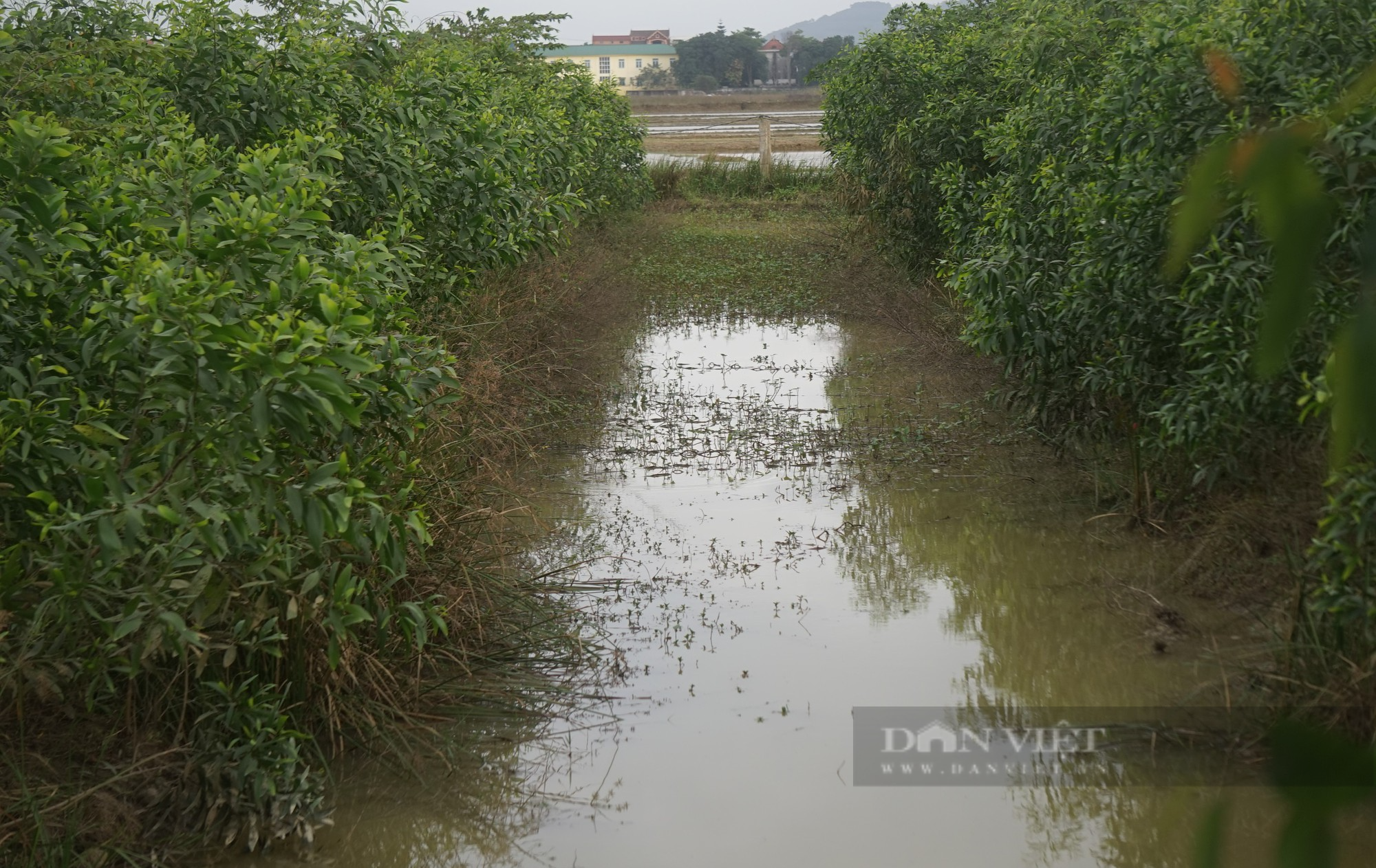 Kỳ lạ: Đàn cò hàng ngàn con bay trắng trời, bất ngờ quần tụ tại một hòn đảo nhân tạo ở Nghệ An - Ảnh 7.