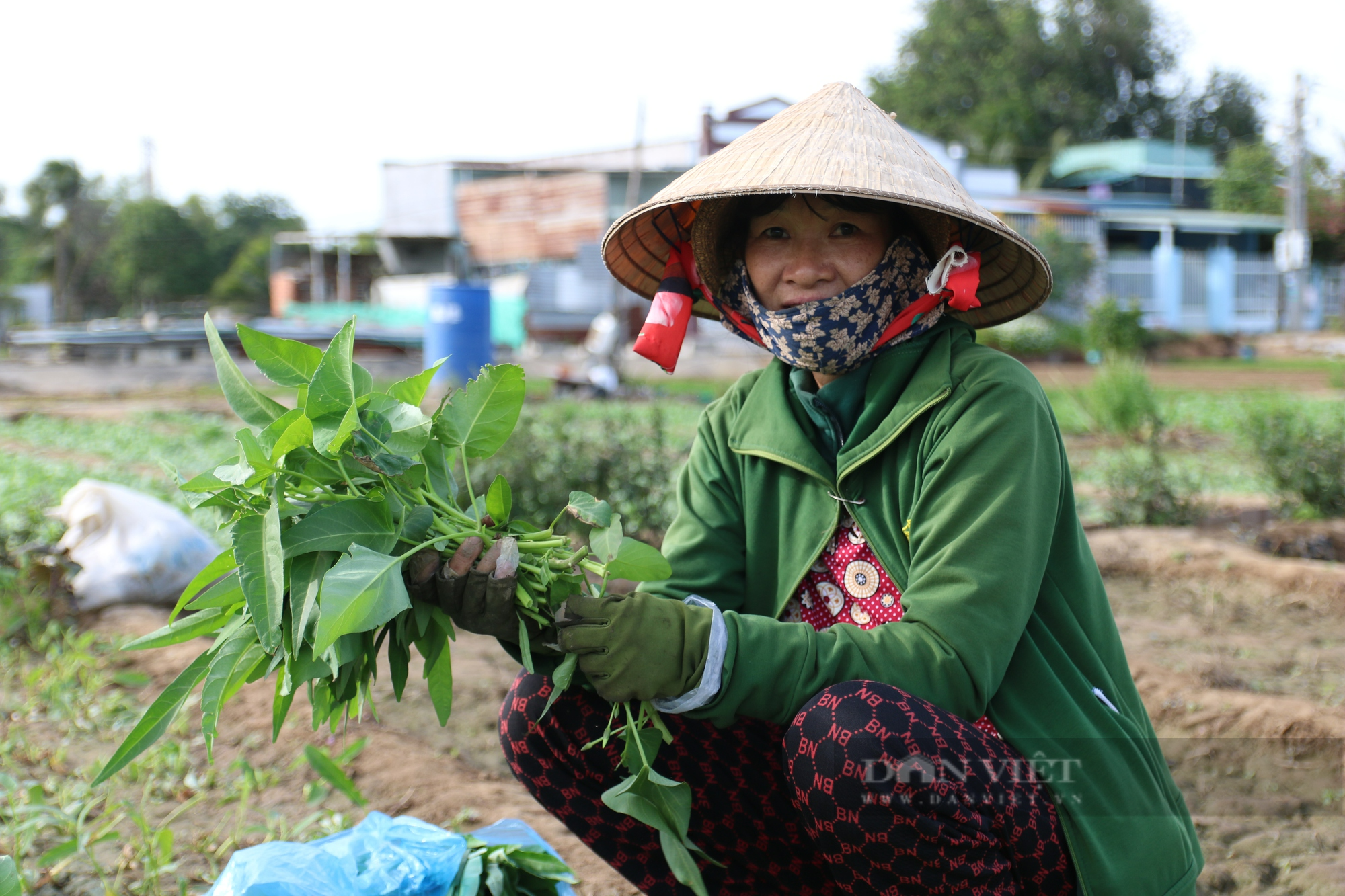 Giá rau các loại đang tăng cao ổn định, nông dân Ninh Thuận phấn khởi đón Tết - Ảnh 1.