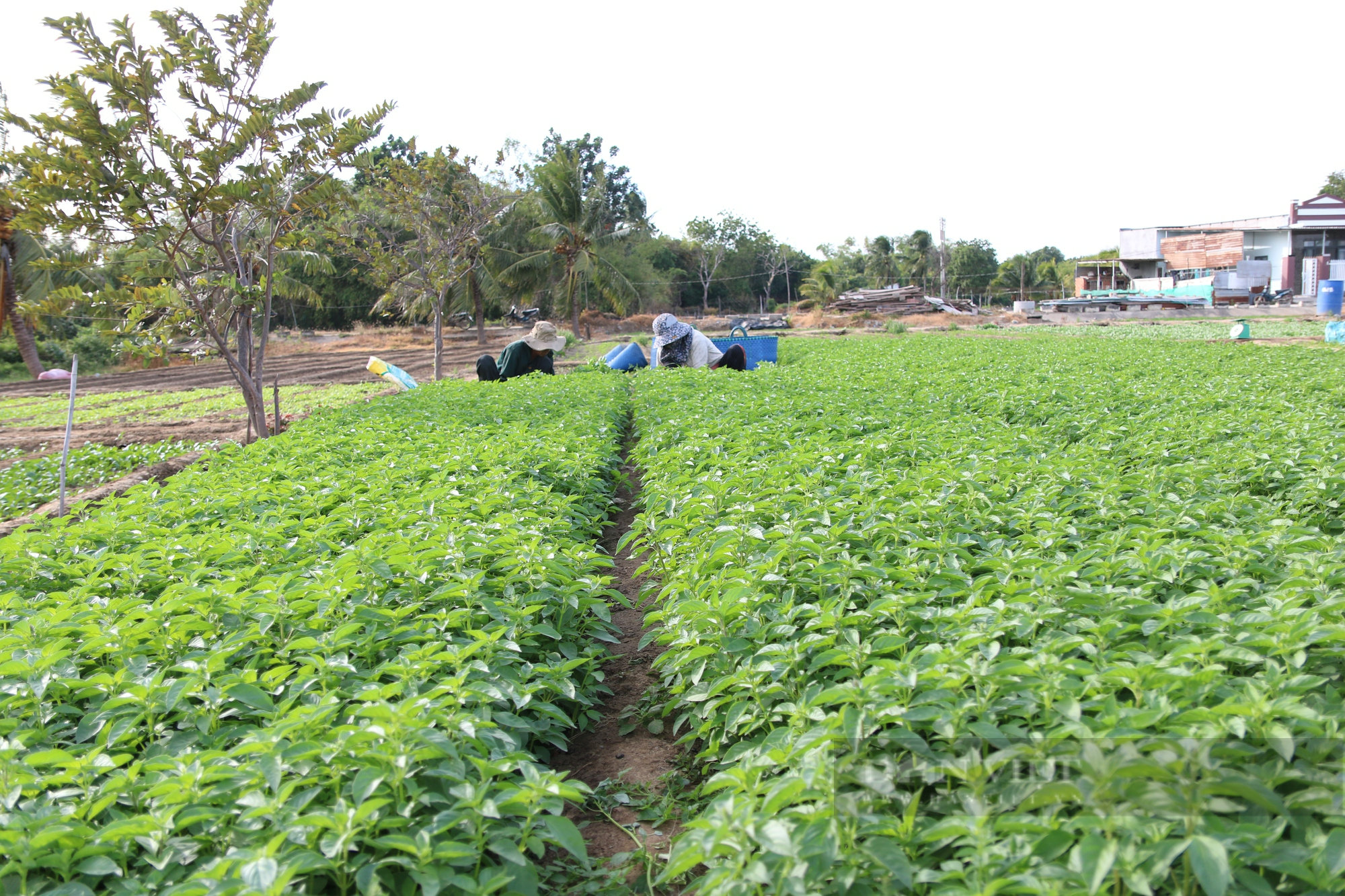Giá rau các loại đang tăng cao ổn định, nông dân Ninh Thuận phấn khởi đón Tết - Ảnh 5.