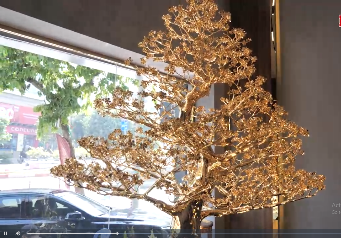 Choáng với thú chơi đại gia Việt:  &quot;Săn&quot; cây mai mạ vàng cao 3m giá 5,5 tỷ đồng - Ảnh 2.