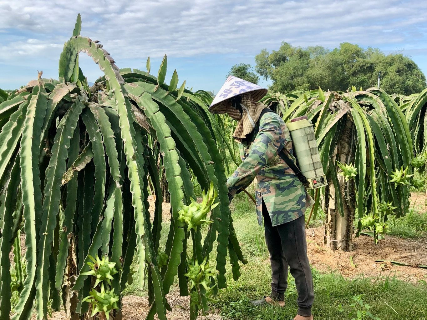 Thanh long ruột đỏ có giá 35.000-37.000 đồng/kg, bà con nông dân Bình Thuận hy vọng Tết đầm ấm - Ảnh 3.