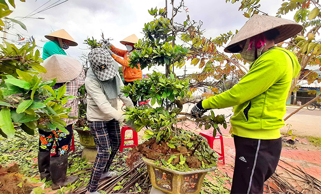 Nhà vườn trồng mai vàng Bình Định chi hàng chục triệu thuê người chỉ làm việc này - Ảnh 1.
