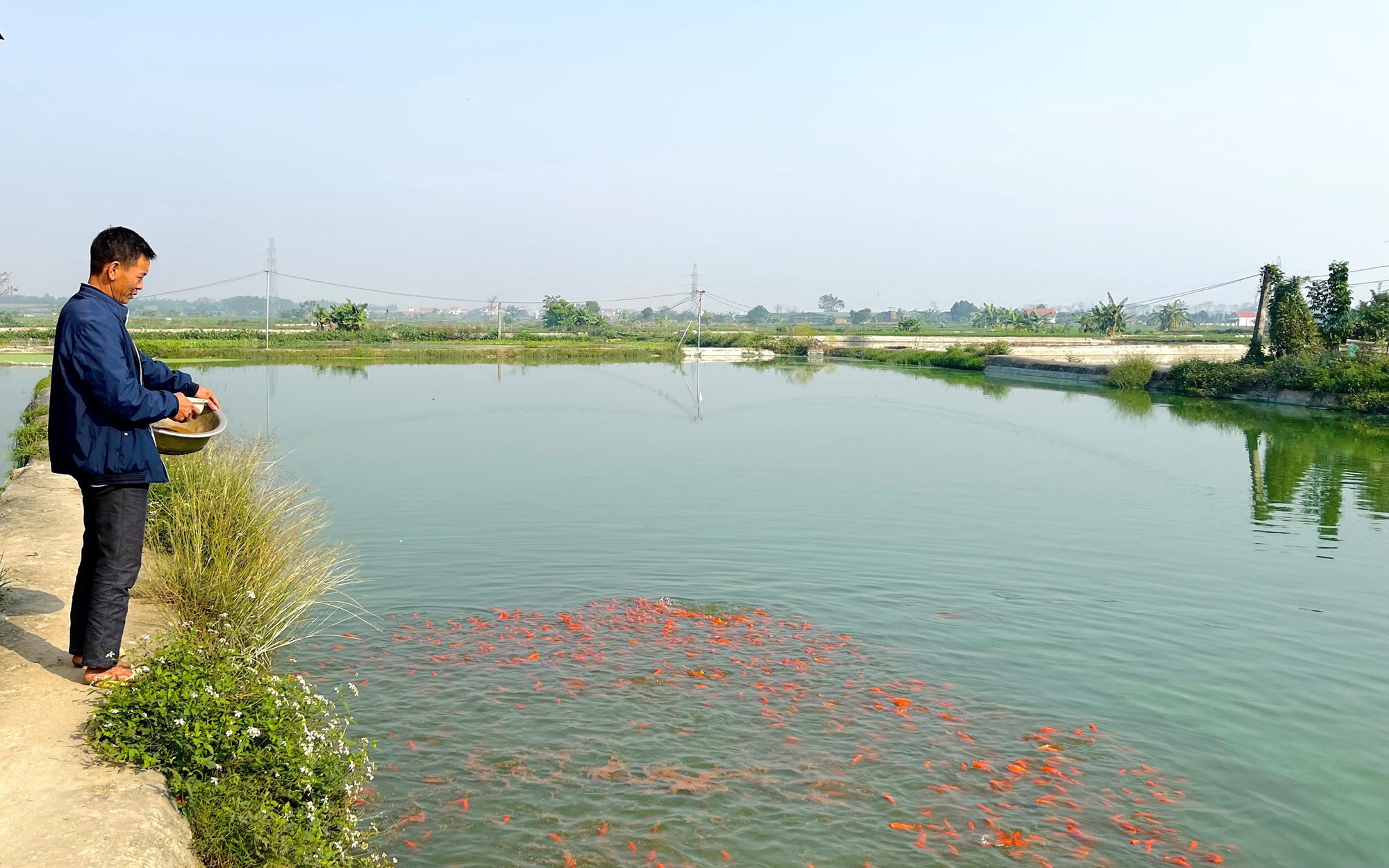 Loài cá gì nuôi tại một làng ở Vĩnh Phúc, tung thức ăn xuống cá nổi đỏ cả mặt nước, sớm bán được rồi?