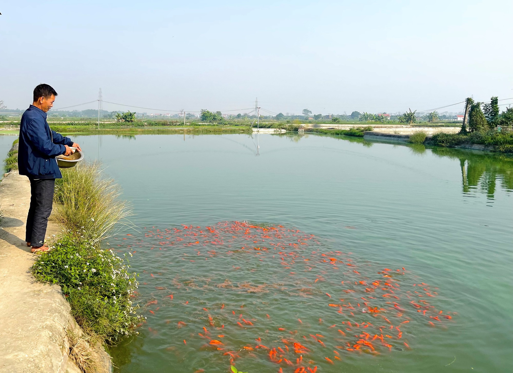 Loài cá gì đang nuôi một làng ở Vĩnh Phúc, tung thức ăn nổi đỏ cả mặt nước, đang chờ bán ngày 23 tháng Chạp - Ảnh 2.