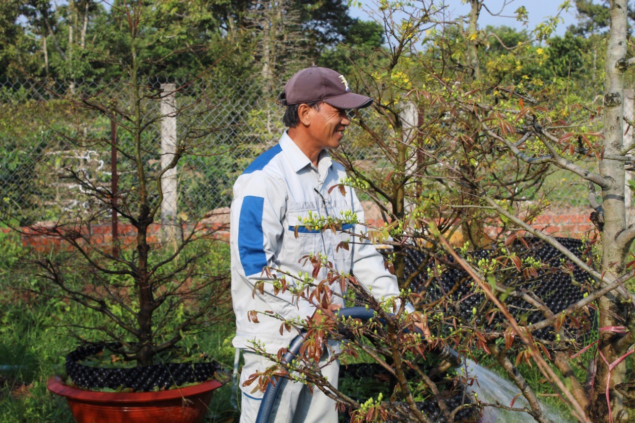 Làng tỷ phú trồng mai vàng đất Vĩnh Long, bất ngờ tiết lộ chuẩn cây mai Tết &quot;nhất đế, nhì thân, tam canh, tứ nụ&quot; - Ảnh 8.