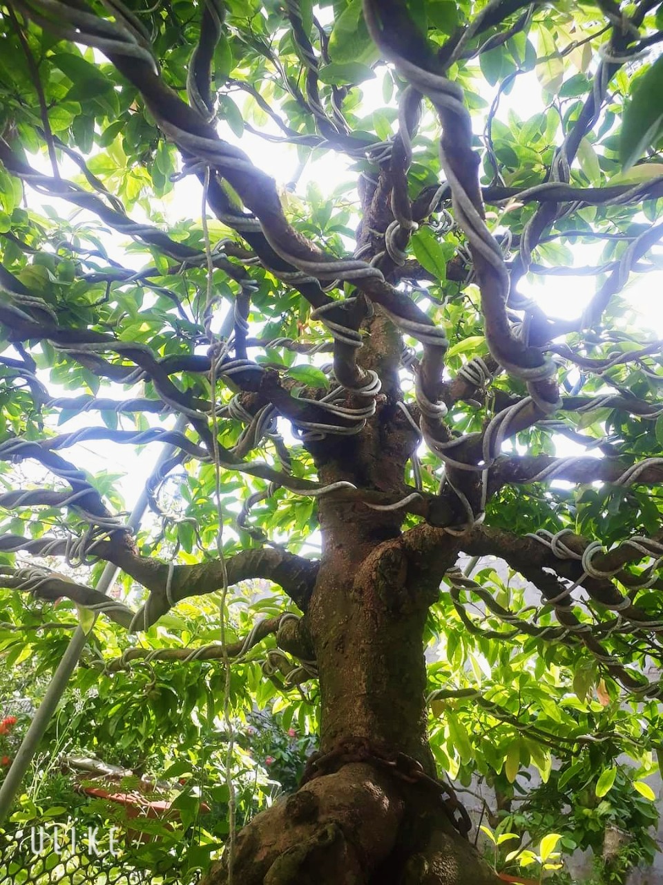 Làng tỷ phú trồng mai vàng đất Vĩnh Long, bất ngờ tiết lộ chuẩn cây mai Tết &quot;nhất đế, nhì thân, tam canh, tứ nụ&quot; - Ảnh 5.