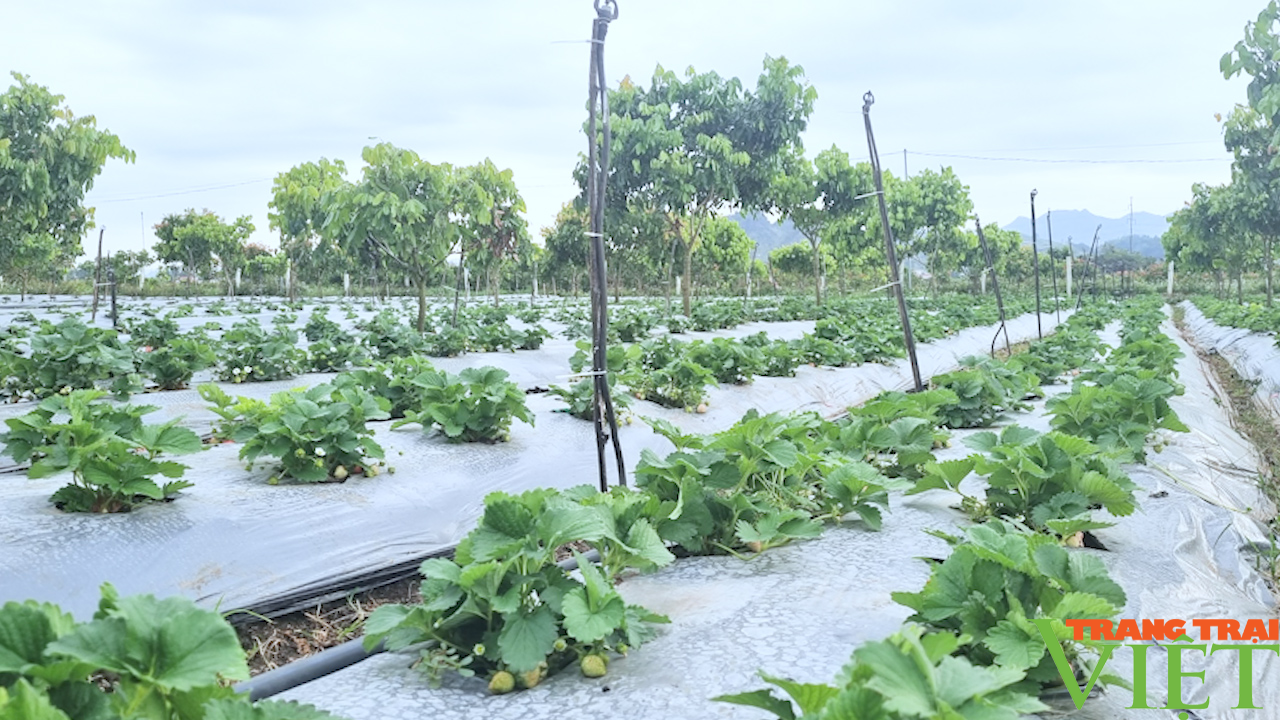 Sơn La: Mùa dâu tây chín đỏ, nông dân đút túi tiền triệu - Ảnh 5.