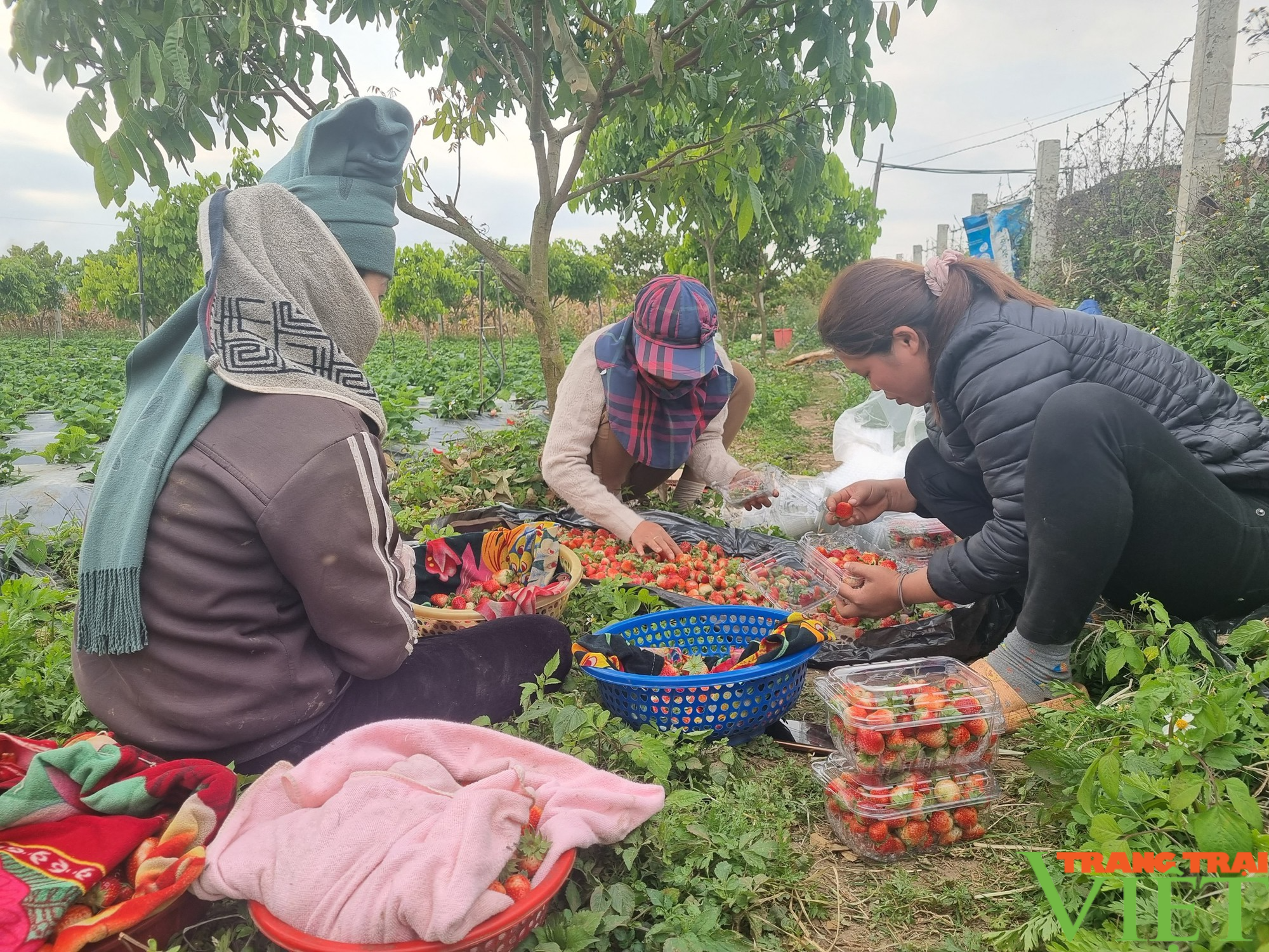 Sơn La: Mùa dâu tây chín đỏ, nông dân đút túi tiền triệu - Ảnh 7.